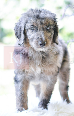 Mickey_M_0029_Aussiedoodle-5