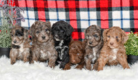 Aussiedoodles-7277