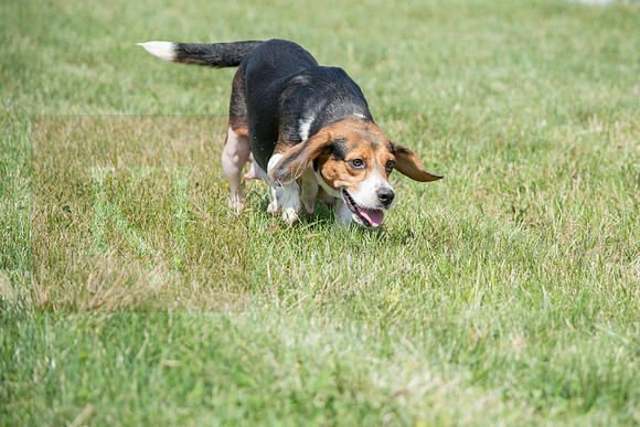 160916_QuailCreek Kennel_160