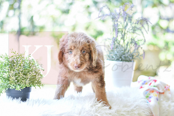 Moxie_F_0027_Aussiedoodle
