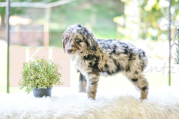 Michelle_F_0028_Aussiedoodle