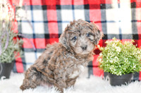 Oliver_M_0055_Aussiedoodle-7223