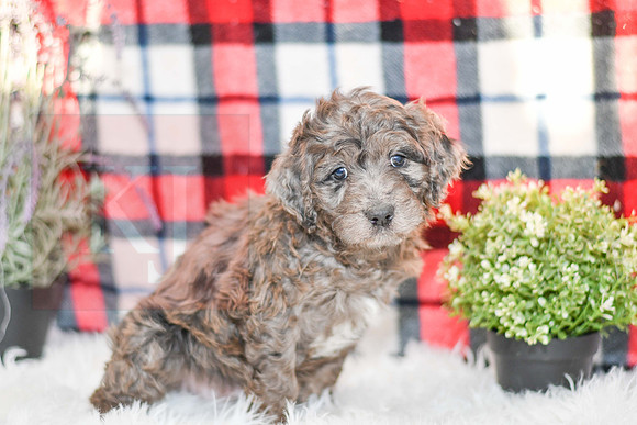 Oliver_M_0055_Aussiedoodle-7223