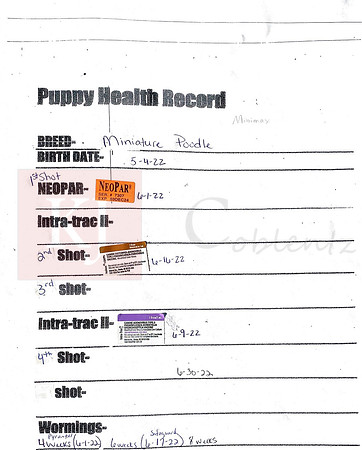 Max Shot Record