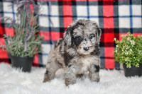 Pearl_F_0041_Aussiedoodle-7133