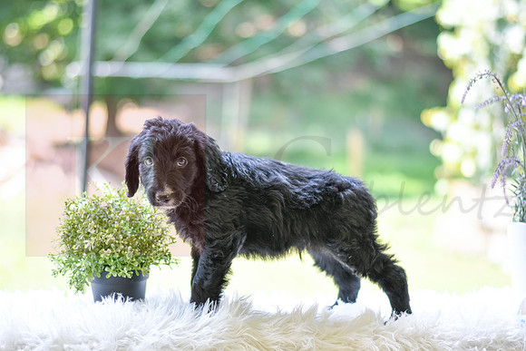 Marley_M_0024_Aussiedoodle-4