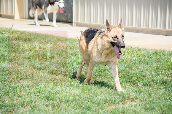 160916_QuailCreek Kennel_178