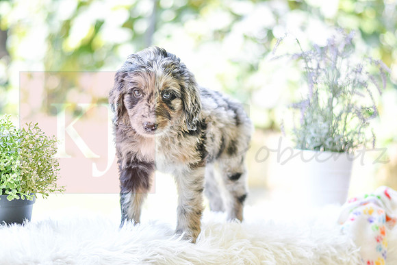 Michelle_F_0028_Aussiedoodle-4