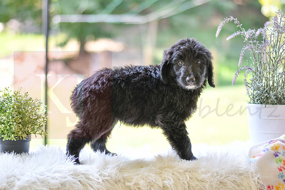Morgan_M_0025_Aussiedoodle-4