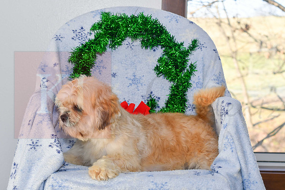 Daisy_F_18#_Lhasa Apso-1