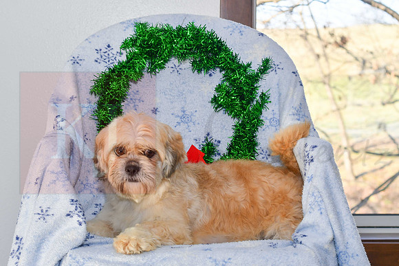 Daisy_F_18#_Lhasa Apso-2
