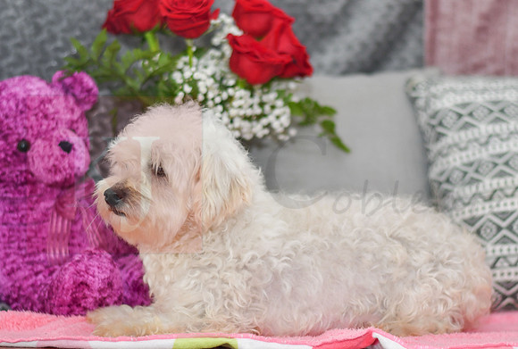 Mable_F_12#Bichon-1