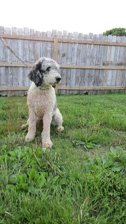 Bruno_M_60#_Poodle