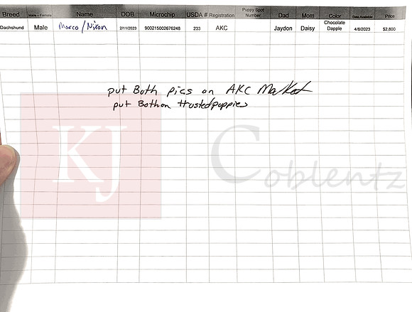 02.11.23 Mini Dachshund Sell Sheet