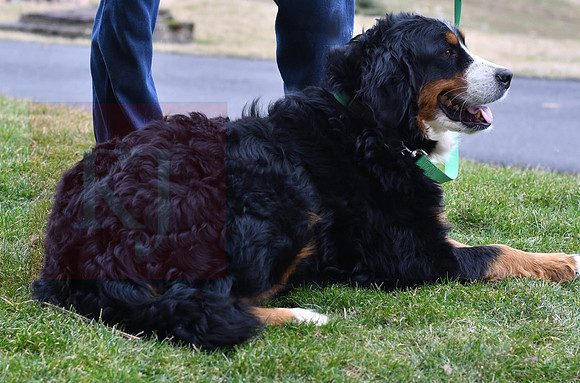Kendra_F_Bernese Mt Dog_70#