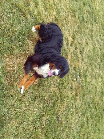 Krista_F_70#_Bernese Mt Dog