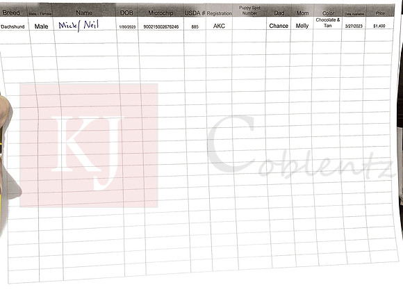 01.30.23 Mini Dachshund Sell Sheet