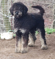 Jumping Jack M Standard Poodle