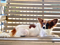 Darla_F_Papillon_9#
