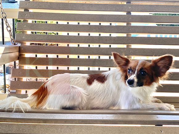 Darla_F_Papillon_9#