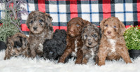 Aussiedoodles-7265