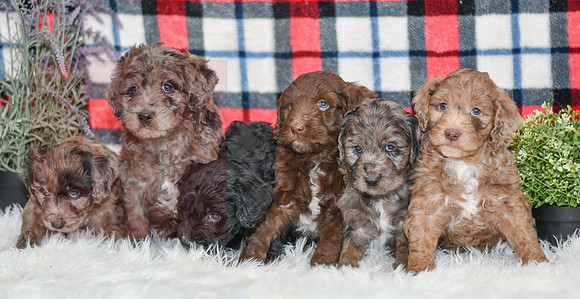 Aussiedoodles-7265