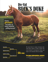 Equine/Animals