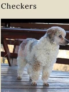 Checkers_M_12#_Mini Poodle