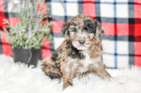 Ocean_M_0058_Aussiedoodle-7243