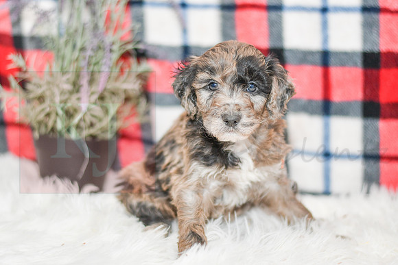 Ocean_M_0058_Aussiedoodle-7243