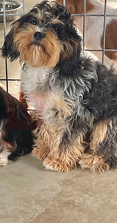 Amber.F.Cavapoo