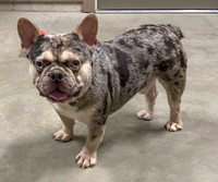 Merle_M_AKC_28_Frenchie
