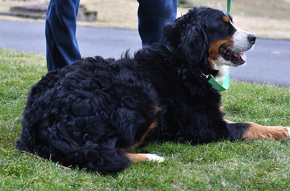 Kendra_F_Bernese Mt Dog-1