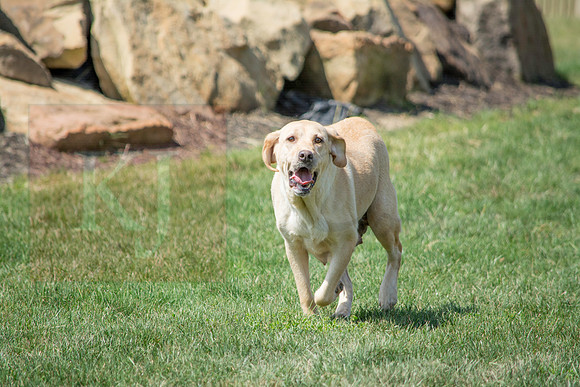 160916_QuailCreek Kennel_142