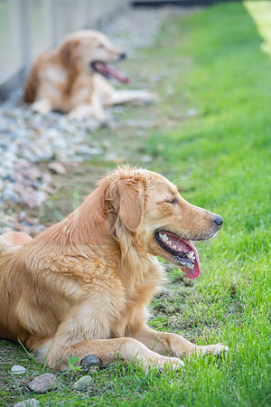 160916_QuailCreek Kennel_195