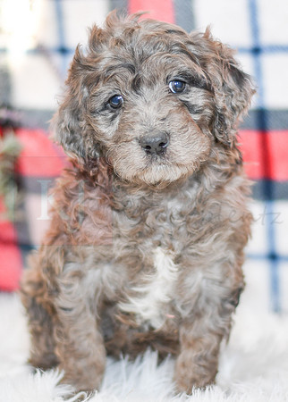 Oliver_M_0055_Aussiedoodle-7224-2