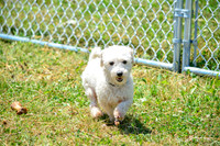 160617_Dogs_143