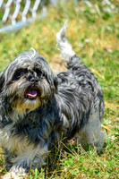 160617_Dogs_156