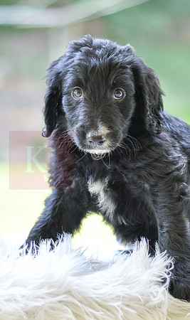 Marley_M_0024_Aussiedoodle-2