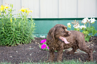 160617_Dogs_13