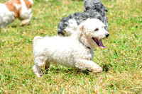 160617_Dogs_153