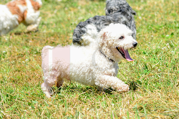 160617_Dogs_153