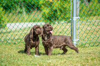 160617_Dogs_5