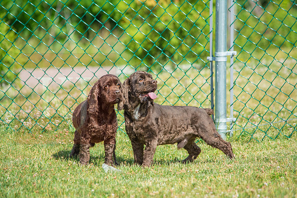 160617_Dogs_5
