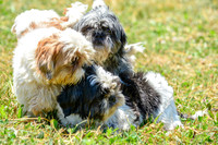 160617_Dogs_145
