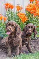 160617_Dogs_19