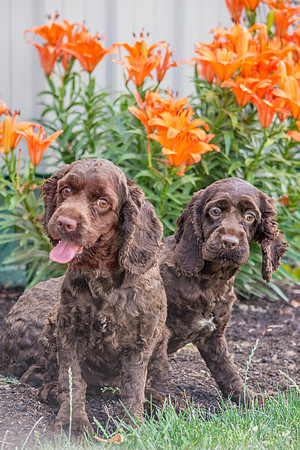 160617_Dogs_19