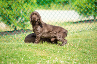 160617_Dogs_4