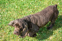 160617_Dogs_11