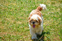 160617_Dogs_142